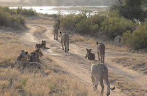 Samburu National Reserve Kenya