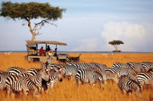 Masai Mara National Reserve Kenya