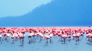 Lake Nakuru Kenya