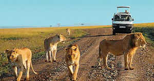 Tsavo National Park Kenya