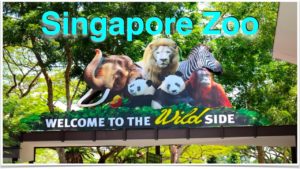 Singapore Zoo