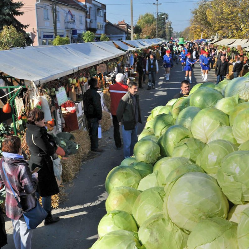 Cabbage Festival