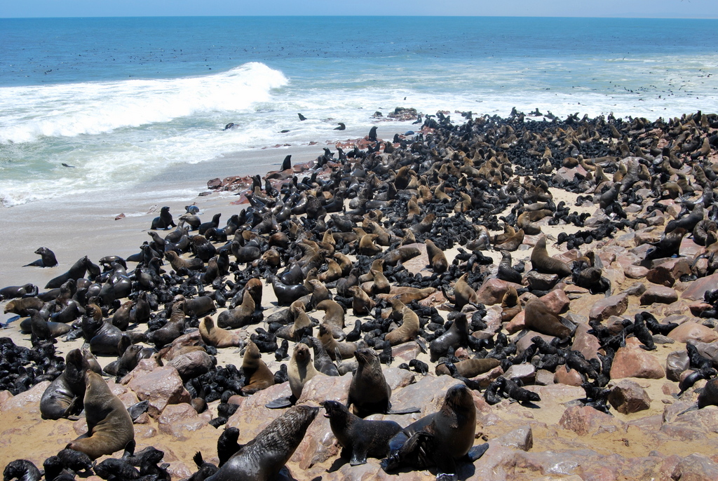 Cape Cross Namibia