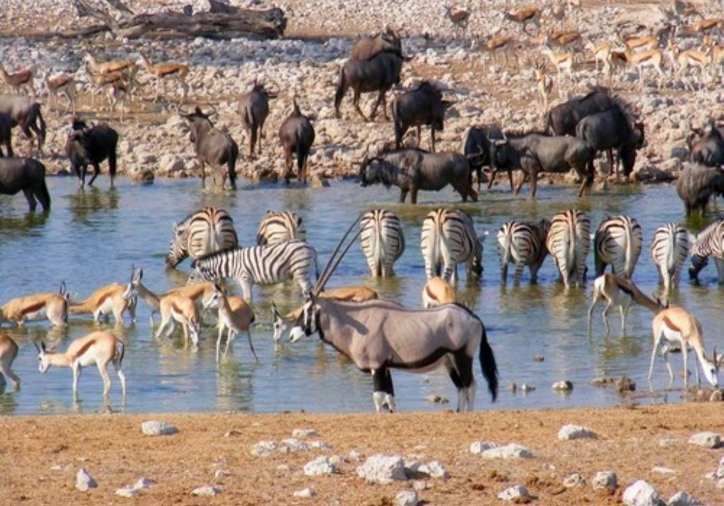 Etosha National Park Namibia