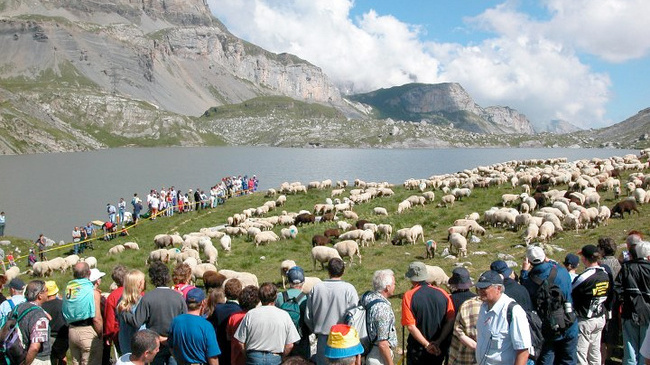 Shepherd’s Festival