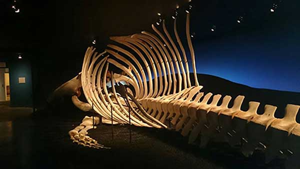 the-husavik-whale-museum-iceland