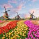 Ajardine com tulipas, moinhos de vento holandeses tradicionais e casas perto do canal em Zaanse Schans, Países Baixos, Europa-min