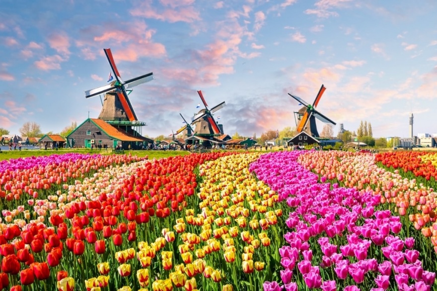 Paisaje con tulipanes, molinos de viento tradicionales holandeses y casas cerca del canal en Zaanse Schans, Países Bajos, Europa-min